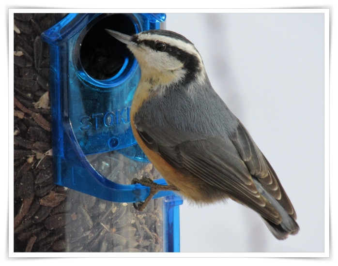 cold nuthatch