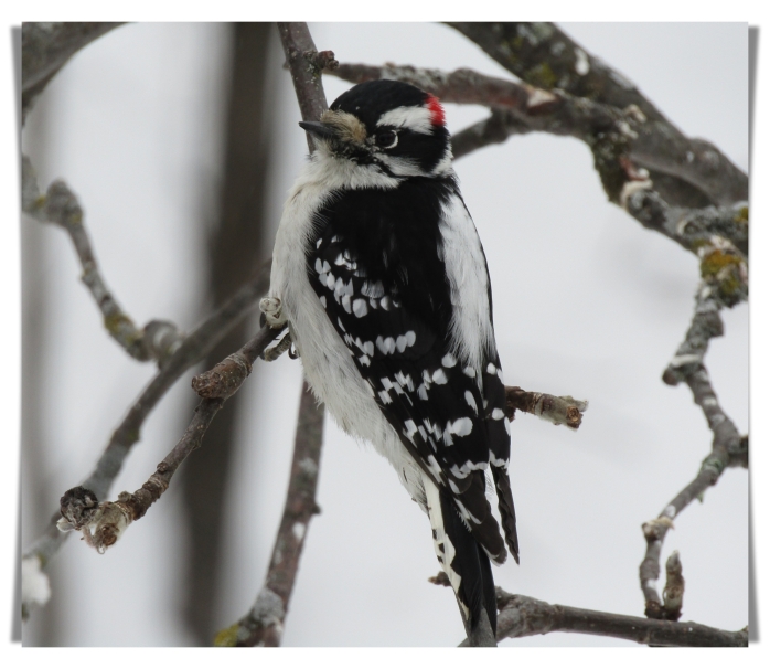 male downy woodpecker