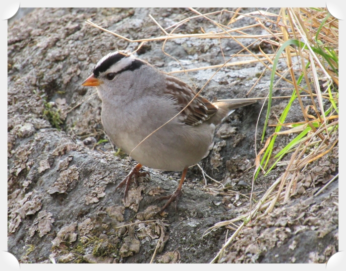 white crowned sparrow 2